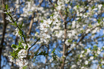 Lovely white cherry blooms on the branches. They are blooming before they get the leaves. From the neighbours backyard
