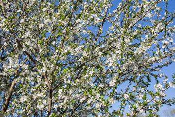 Fototapeta na wymiar Lovely white cherry blooms on the branches. They are blooming before they get the leaves. From the neighbours backyard