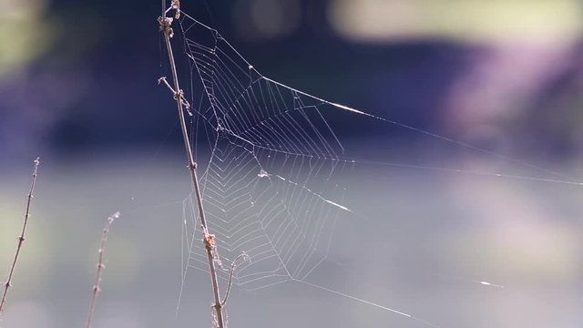 Spider's web moving on the wind attached to a thin twig