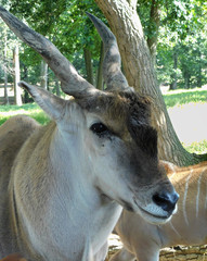 Close up of head of an Eland