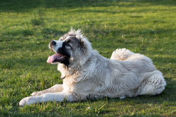 Caucasian shepherd dog is lying on a green grass.  Caucasian shepherd dog is 6 month