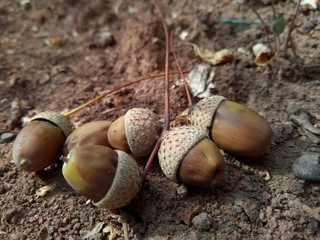 oak cones lie on the ground in the forest on a summer day in a macro photo