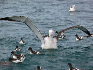 A Wandering Albatross expanding his long wings