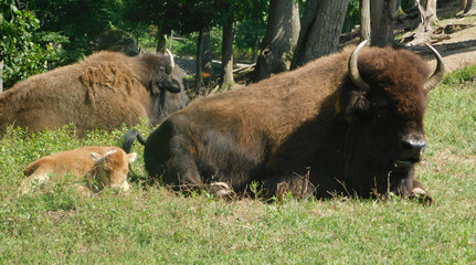 Fototapeta premium American bison and her calf beside her
