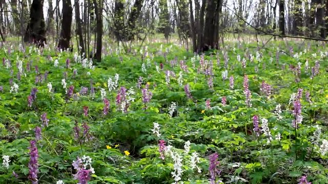 The indescribable beauty of flowering Corydalis. Unobtrusive, harmonious colors of Corydalis.