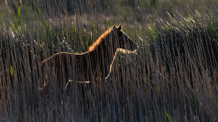  Foal, Camargue horse in back light hidden behind reeds in swamps in the evening