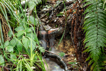 Closed up to a natural beauty scene of a mini waterfall with silk effect, green fern and green foliage of andean rainforest ground. 