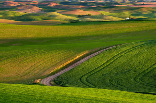 Road running through rolling hills of green wheat fields in the Palouse region of the Inland Empire of Washington. Washington. United States