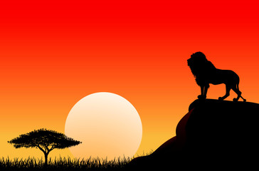 African lion sun sunset nature. An African lion stands on a stone against the background of the sun. Sky, sun, sunset. The nature of the African savanna