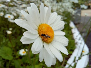 Fototapeta premium on a delicate yellow color with beautiful white petals sits a small fly