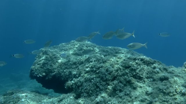 School of fish swims above bottom covered with brown algae on the blue water background. Gold Line, Salema or Porgy fish (Sarpa salpa) and Saddled Seabream, Saddle bream or Oblade (Oblada melanura)