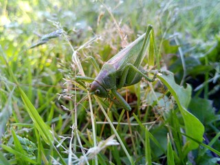 masterful masking of a green grasshopper in green grass in a macro photo