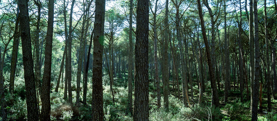 deep pine forest