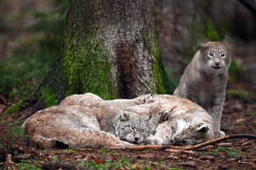 Schlafende Luchsfamilie