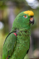 Small Parrot of the Orinoco Delta