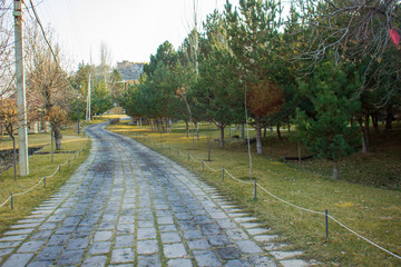 the road in the park with pine trees