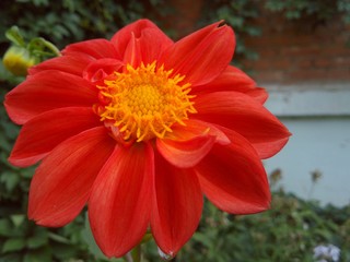 juicy red flower on a background of green leaves and a brick wall