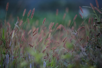 Close up of a grass with soft focus