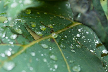 Macro Photo to a natural transparent beauty rain drops over a textured green leaf in middle of a rainforest jungle 