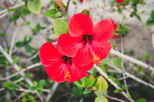 Two Red Flowers with Yellow Anthers: Chinese Hibiscus, China Rose, Hawaiian Hibiscus,Rose Mallow or Shoeblackplant (Hibiscus Rosa Sinensis)