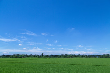 緑色の稲穂の田園風景。田舎,田園,故郷イメージの背景素材