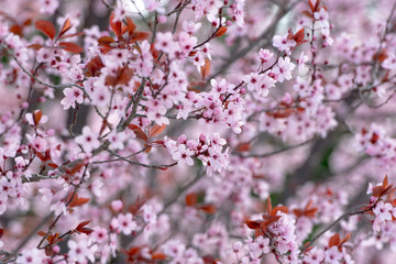 Close up of blossoming almond trees in late winter, early spring.