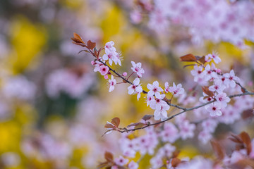 Close up of blossoming almond trees in late winter, early spring.