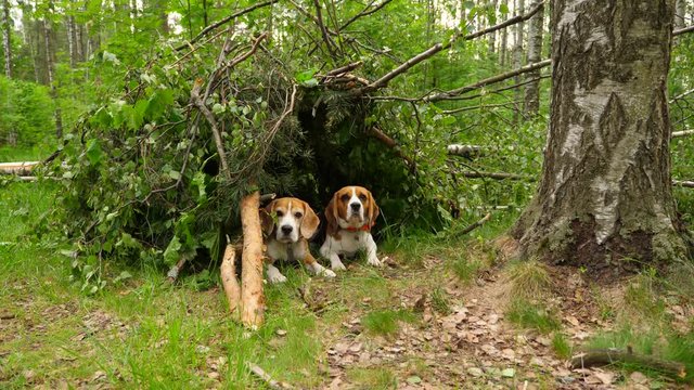 Two cute beagles lie in wickiup from branches, green forested area. Pair of dogs look with attention, then one put head down. Young animals rest or guard small shelter