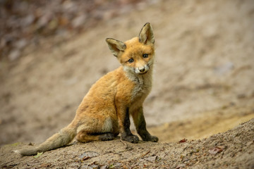 Curios young red fox, vulpes vulpes, cub sitting on the ground in forest near burrow from side view. Beautiful little alert mammal near den. Animal wildlife in woodland.
