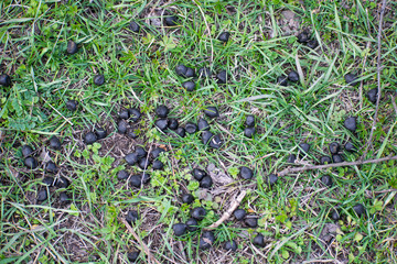 Goat droppings on green grass