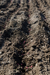 Freshly planted seeds in the soil - waiting for cover - garden scene in the spring