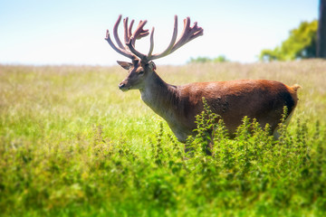 Majestic red deer standing in the tall grass
