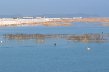 Naklejka premium Lake Karla , Greece , wild flora and fauna, in a protected ecological environment