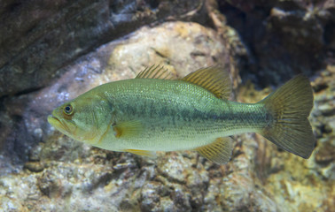 Largemouth Bass