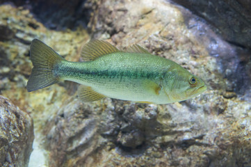 Largemouth Bass