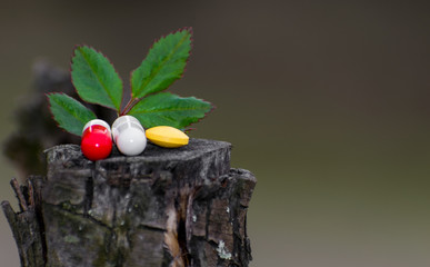 Alternative medicine tablets. Natural pills next to leaves and flowers placed on a piece of wood