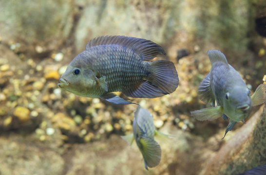 Australoheros facetus or  chameleon cichlid or chanchito