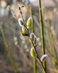 Bee collecting pollen on a blooming catkin branch - spring garden scene