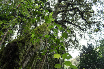 Fototapeta premium Green mossy old three with green foliage into rain forest with sunny day at background