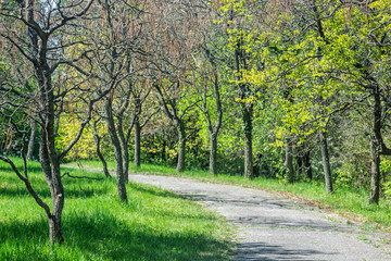 Fototapeta premium Tree alley in botanical garden, springtime