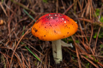 Closed up to a Lonely Orange and red mushroom with white spots, green moss and drie brown pine trees needles at background into forest. This mushroom is knowed as Amanita parcivolvata and its poisonus