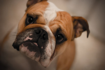 english bulldog in front of white background