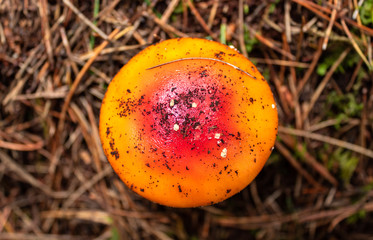 Closed up to a top view of an Orange and red mushroom with little white  spots and drie brown pine trees needles at background. This mushroom is knowed as Amanita parcivolvata. 