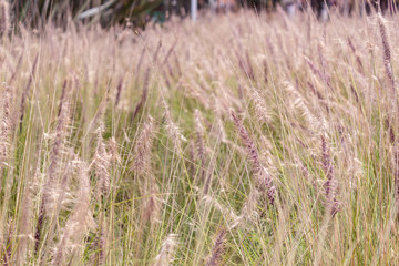 Closed up to a vibrantviolet  wheat field at sunny day