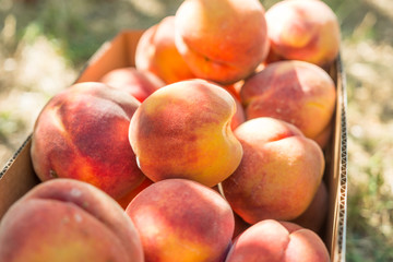 Summer time peach picking