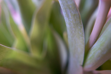 Tulip stems in soft focus