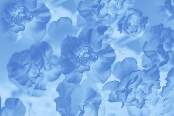 Classic blue color abstract background. Floral gradient background, delicate carnation flowers pattern