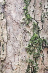 tree bark in the Park is an old tree, a beautiful natural