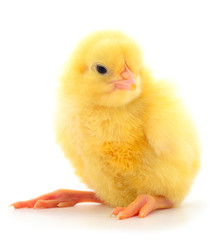 Obraz premium Little chick isolated.
