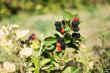 Ripe blackberries on branch